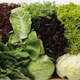 Illustration for article titled Hows It Going?: Lettuce Edition